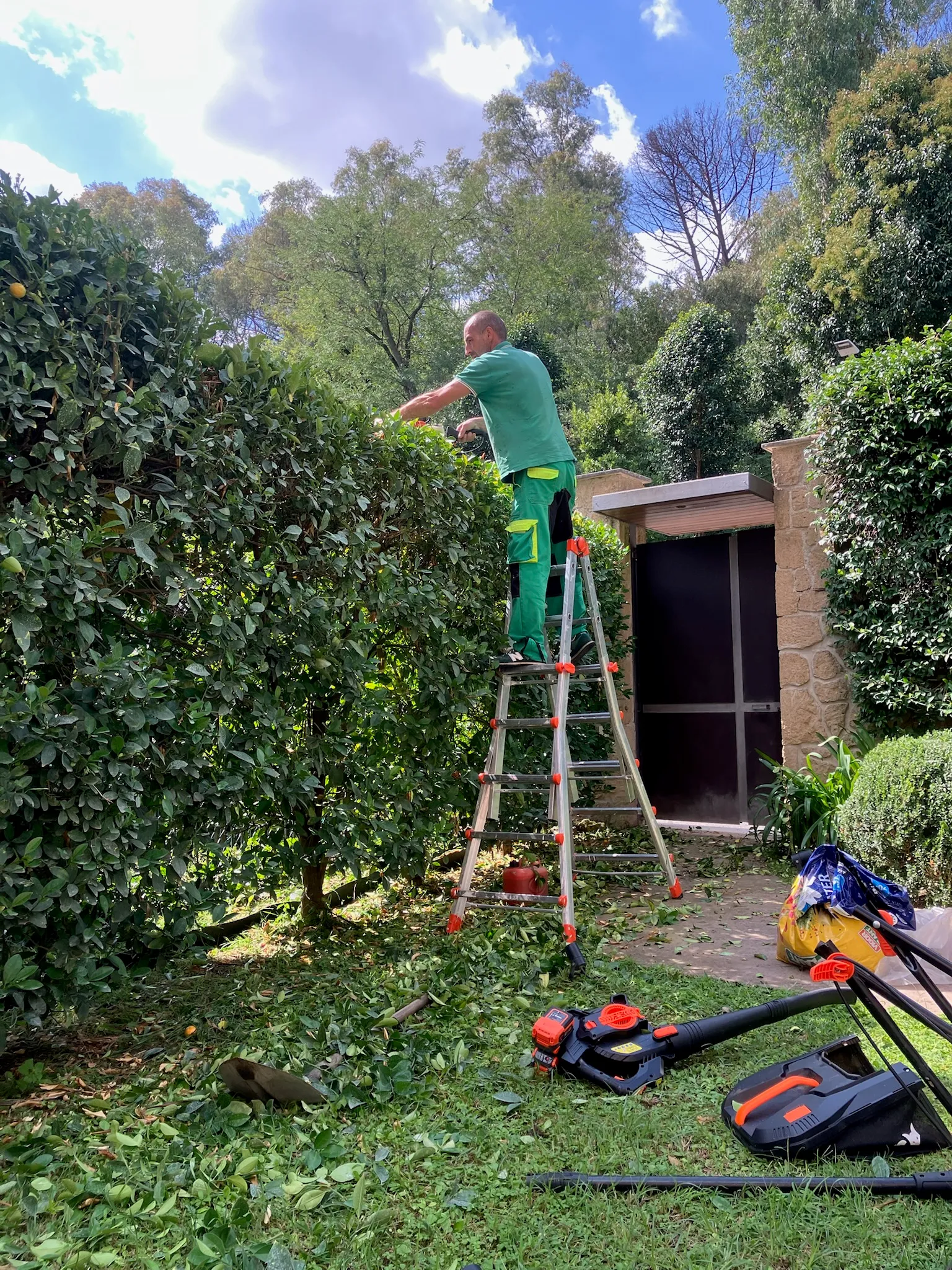 Operaio Multiservizi Cavallo su scala pota una siepe alta con il tagliasiepi