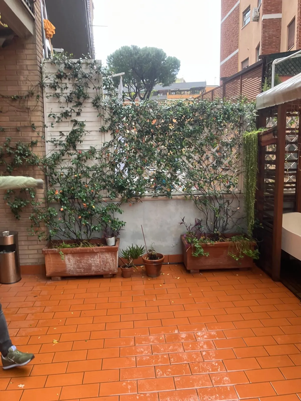 Pulizia terrazza, gazebo e sistemazione siepe, Quartiere Aurelio — foto 4