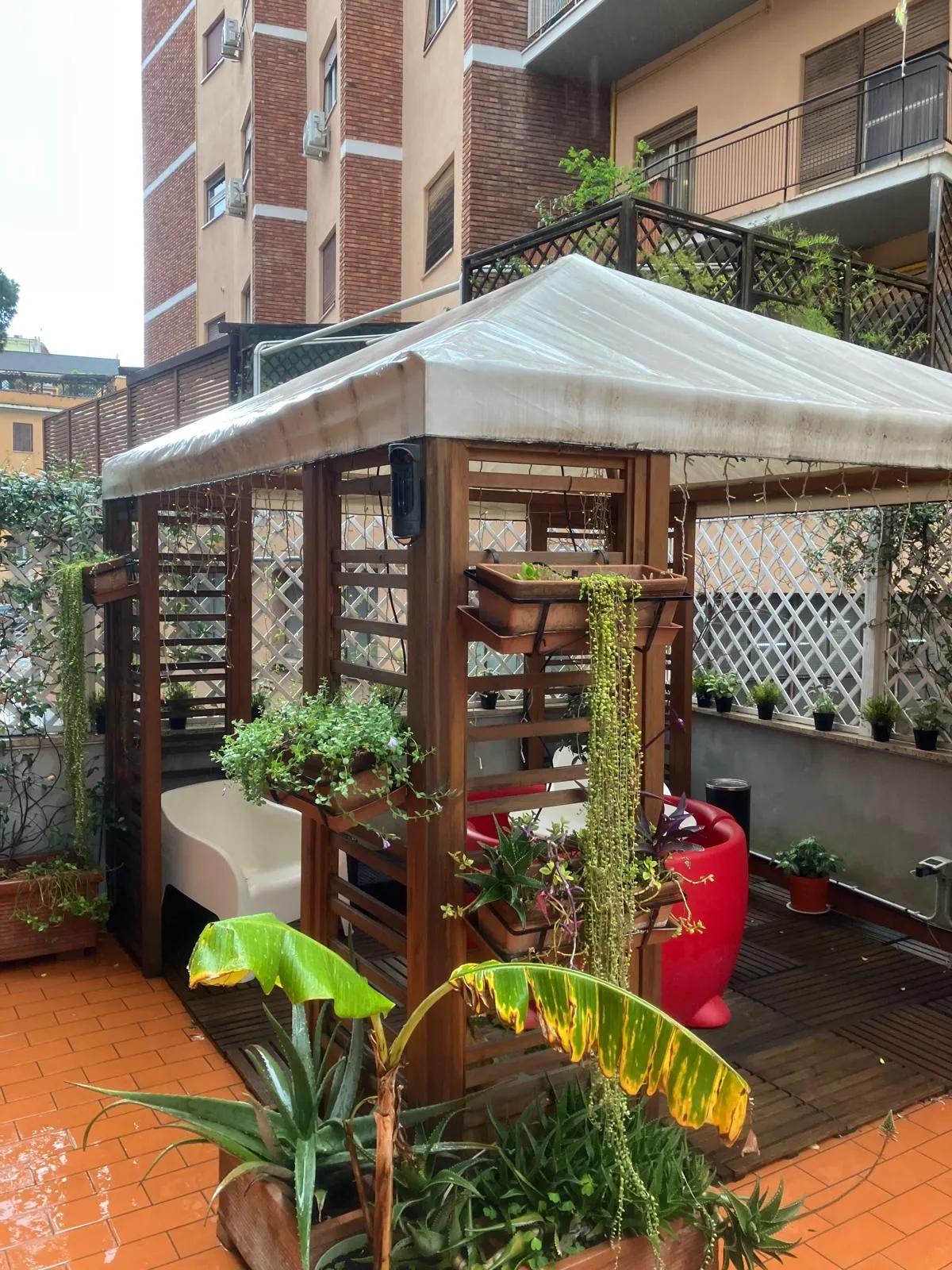 Pulizia terrazza, gazebo e sistemazione siepe, Quartiere Aurelio — foto 5