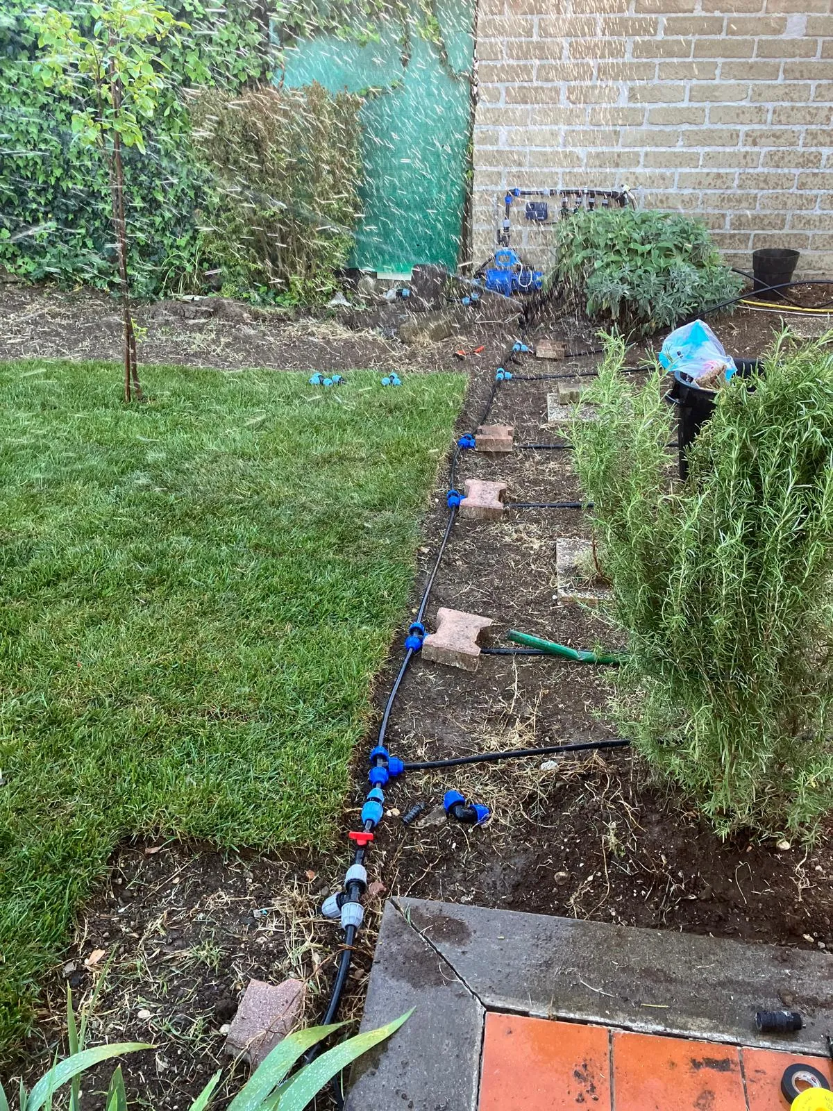 Riqualifica giardino con impianto irrigazione e prato a rotoli, Cerveteri — foto 3