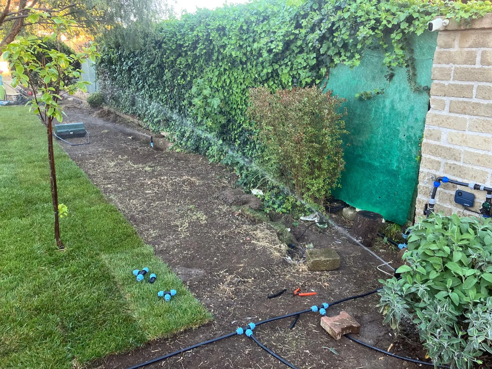 Riqualifica giardino con impianto irrigazione e prato a rotoli, Cerveteri — foto 5