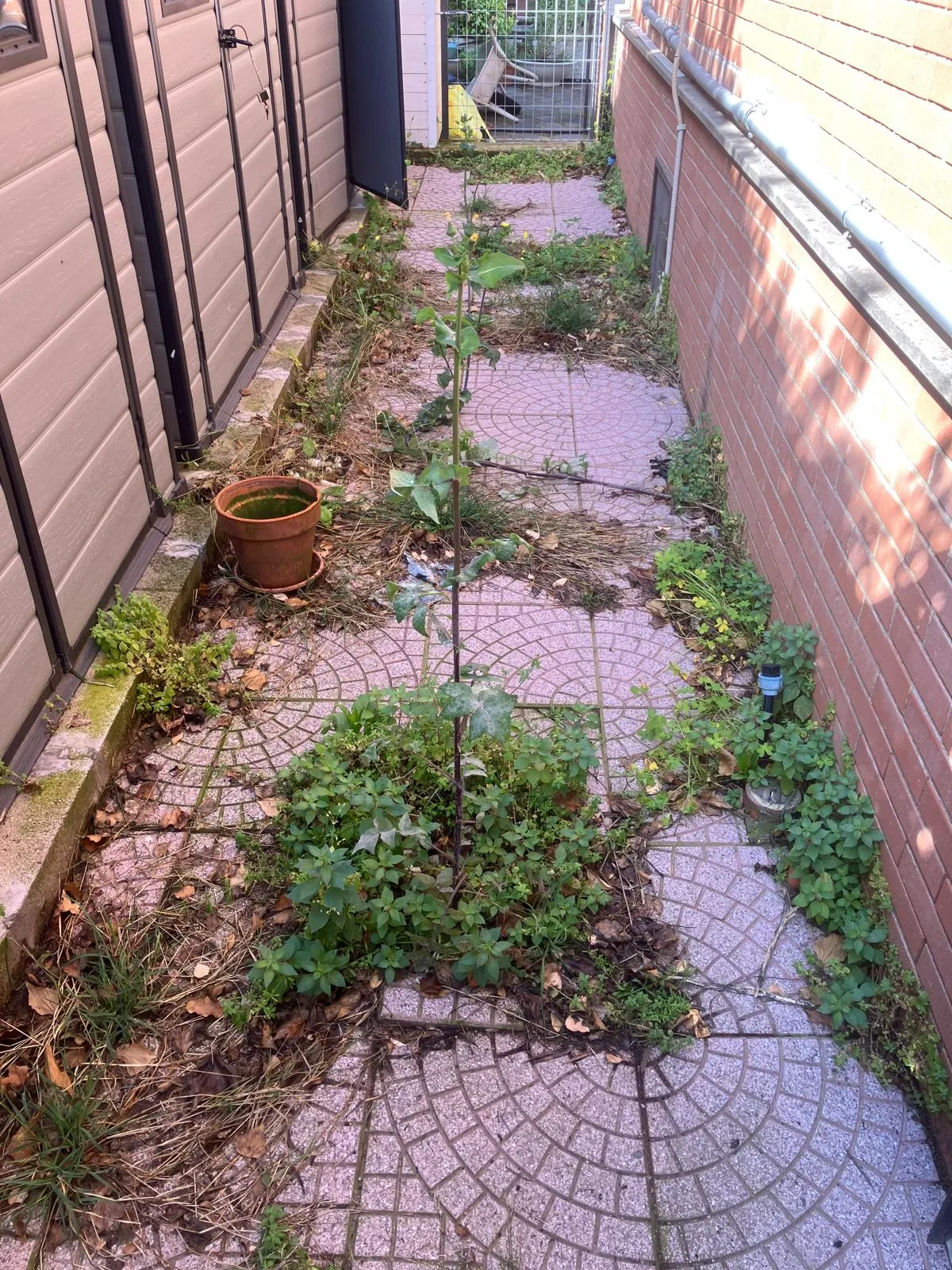 Pulizia e riqualifica giardino con gazebo e arredi, Roma — foto 8