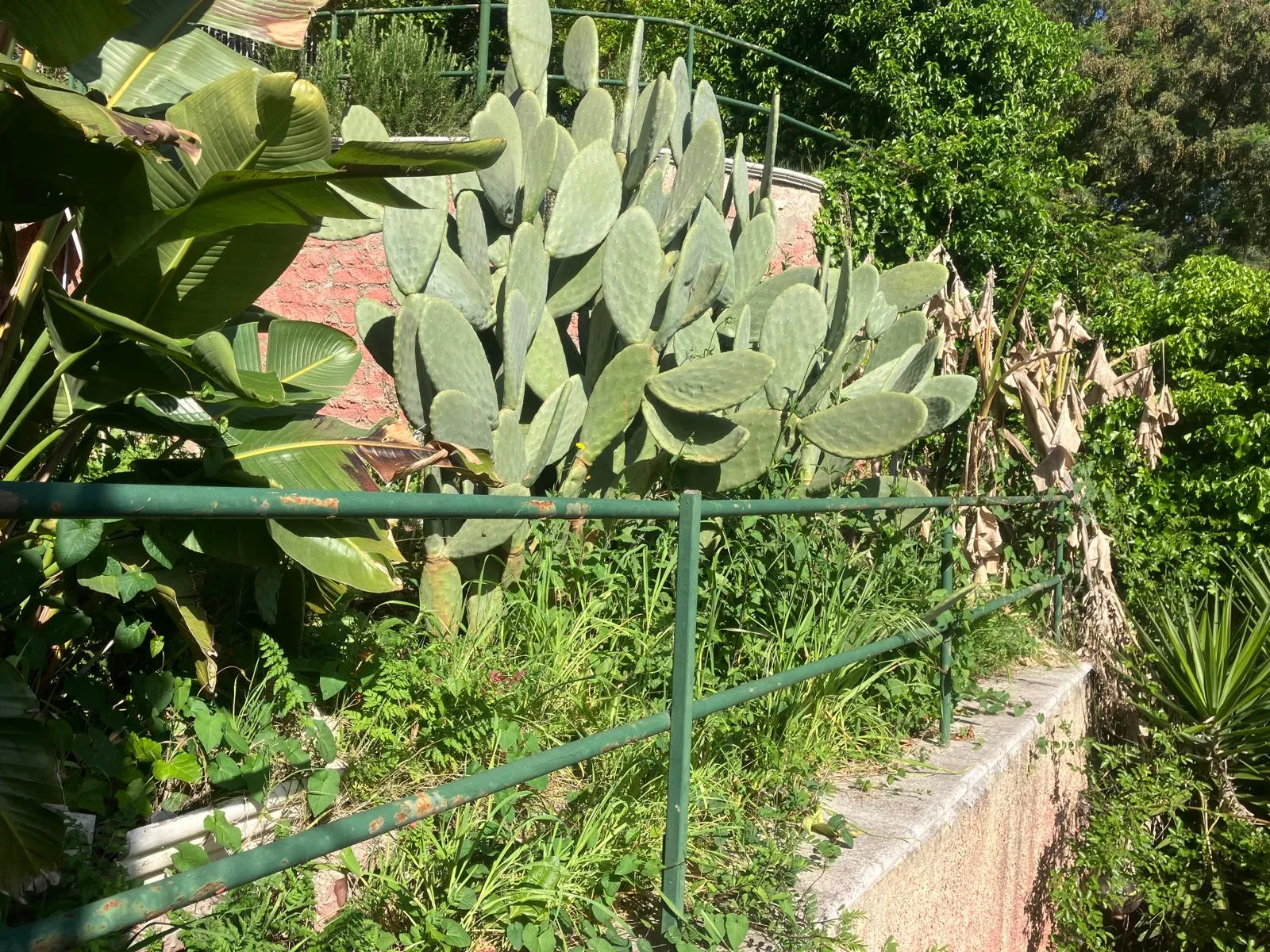 Pulizia e riqualifica giardino con gazebo e arredi, Roma — foto 17