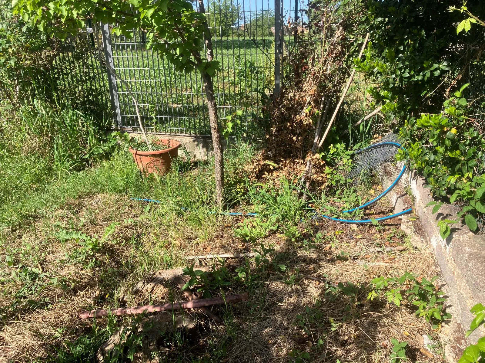 Pulizia e riqualifica giardino con gazebo e arredi, Roma — foto 19