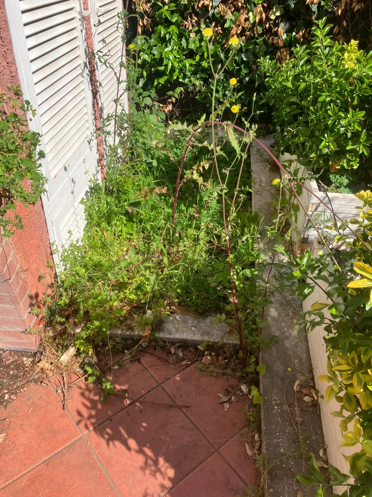Pulizia e riqualifica giardino con gazebo e arredi, Roma — foto 12