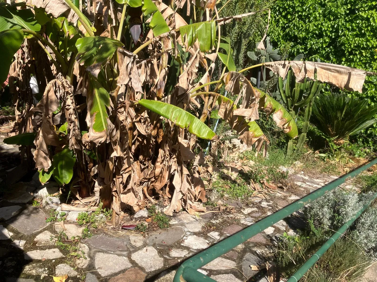 Pulizia e riqualifica giardino con gazebo e arredi, Roma — foto 14
