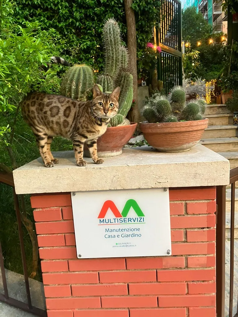 Il gatto del cantiere davanti all'insegna Multiservizi Cavallo